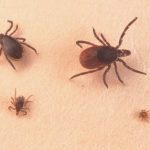Warmer weather means the start of tick season. Lyme disease  Lyme disease is both a controversial and anxiety-ridden topic for many individuals. We hope 